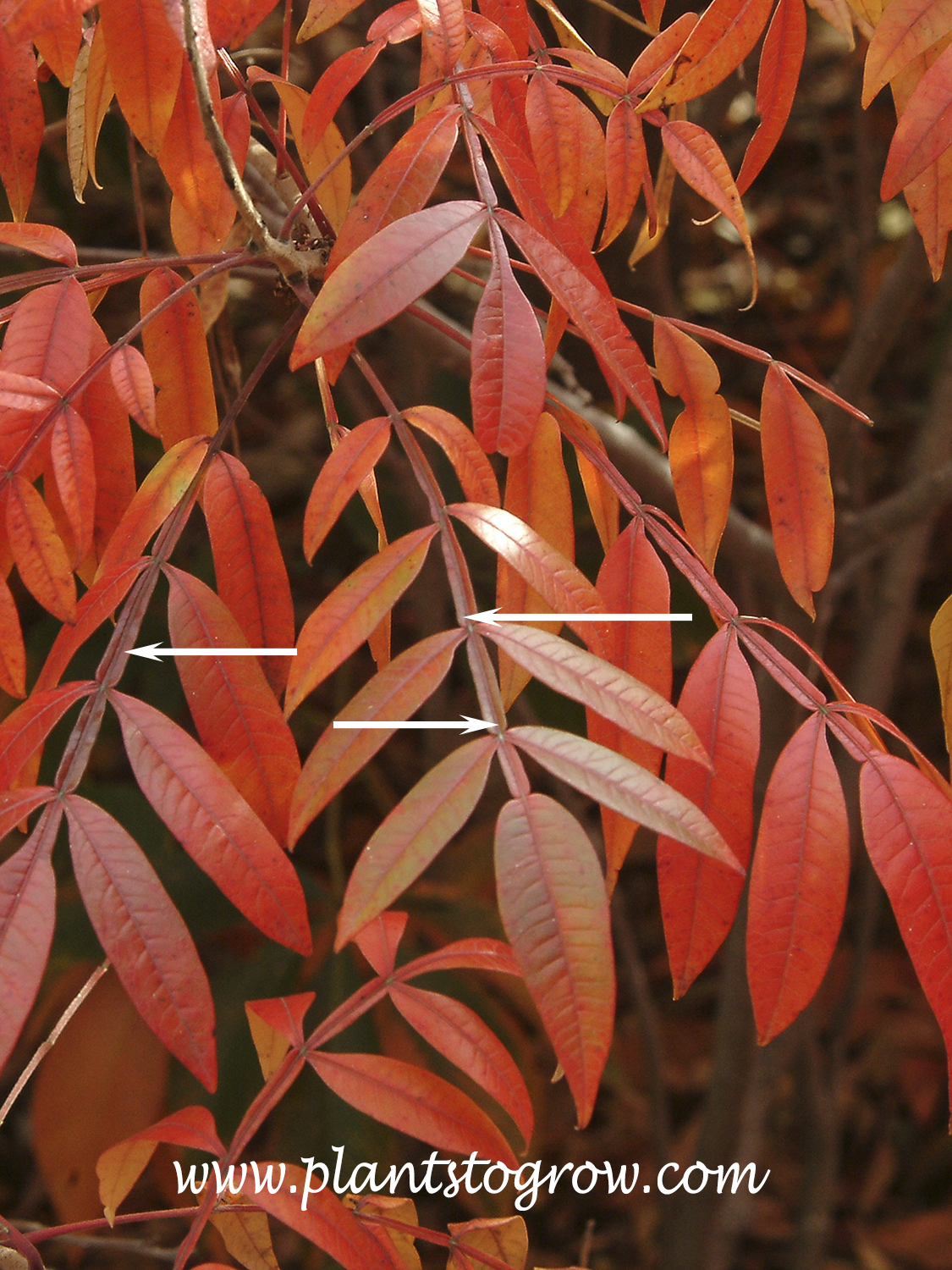 Prairie Flame Shining Sumac has a continuous membrane running along the rachis of the pinnate compound leaf.